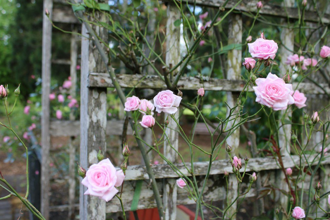 A Framed Square Lattice Garden Trellis