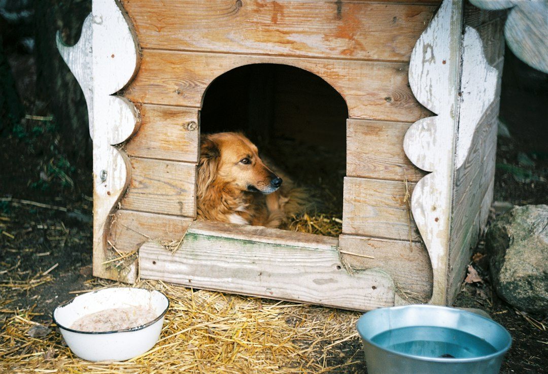 A Raised Softwood Dog House with an Offset Door