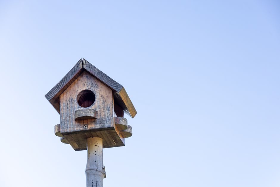 A Softwood Nest Box for Small Garden Birds