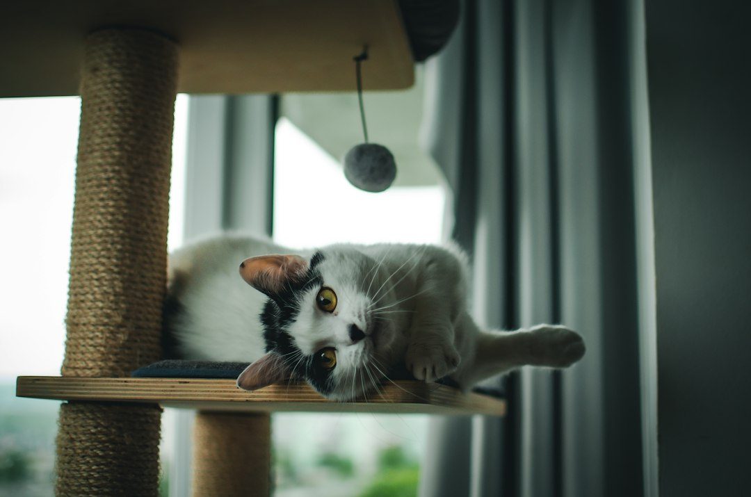 A Plywood Cat Scratching Post With a Sisal-Wrapped Column